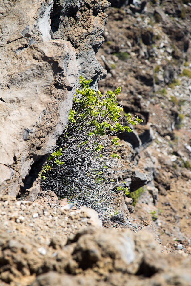 3L9A8824.jpg Caldera du Haleakala - Copyright : See Otherwise 2012 - 2025