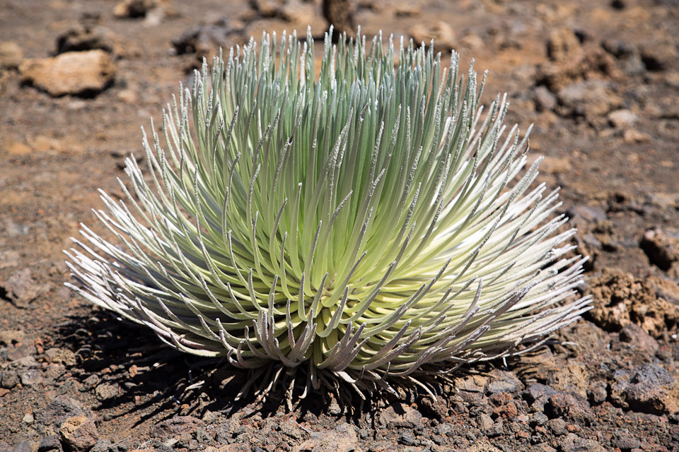3L9A8858.jpg Caldera du Haleakala - Copyright : See Otherwise 2012 - 2025