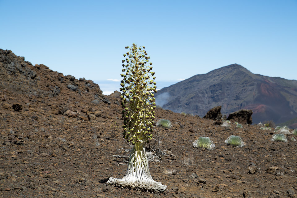 3L9A8867.jpg Caldera du Haleakala - Copyright : See Otherwise 2012 - 2025