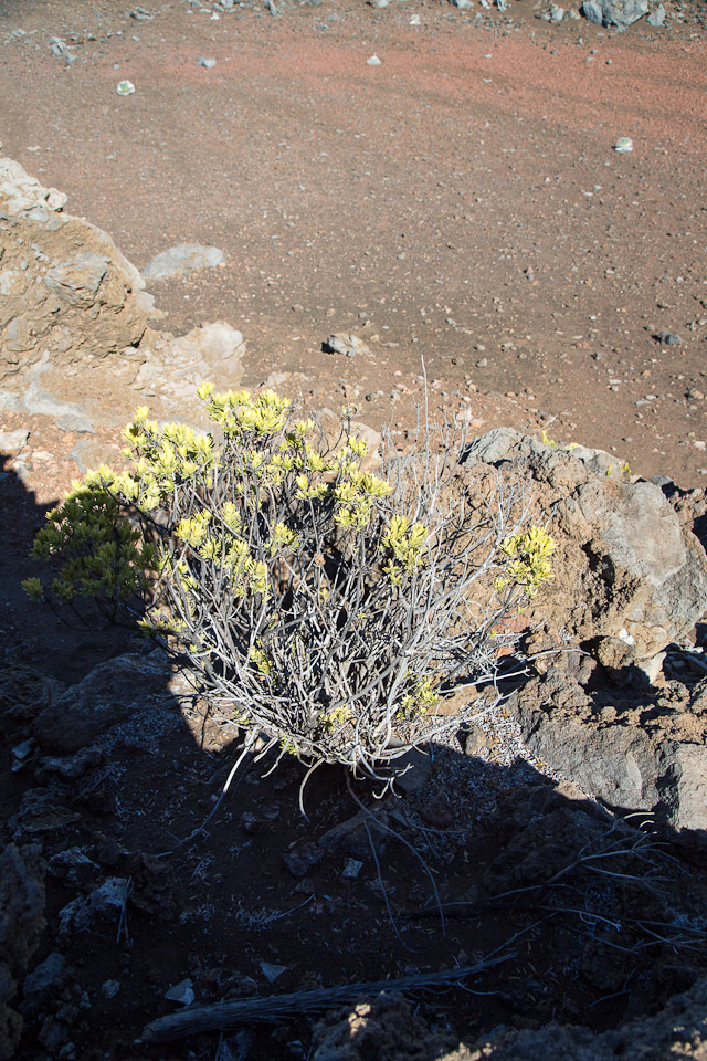 3L9A8976.jpg Caldera du Haleakala - Copyright : See Otherwise 2012 - 2025