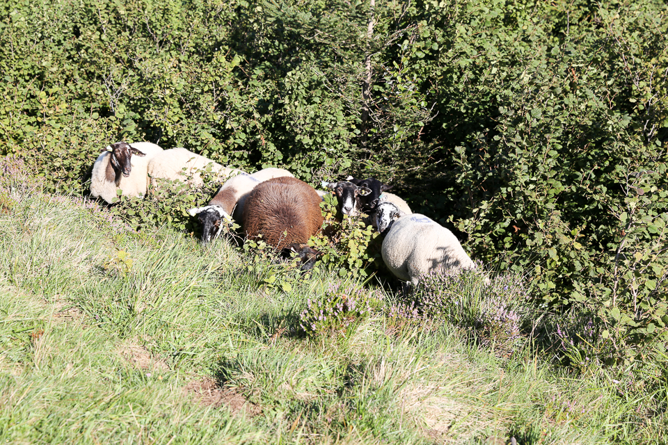 3L9A4334.jpg Faune et Flore - Copyright : See Otherwise 2012 - 2025