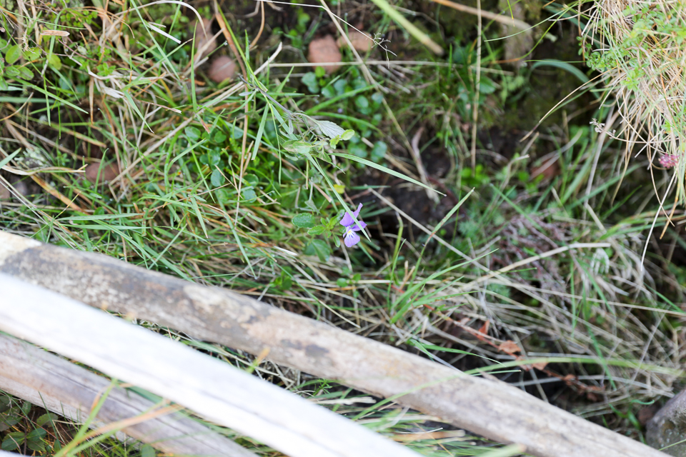 3L9A4362.jpg Faune et Flore - Copyright : See Otherwise 2012 - 2025