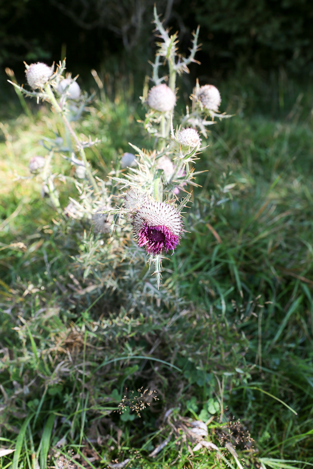 3L9A4519.jpg Faune et Flore - Copyright : See Otherwise 2012 - 2025