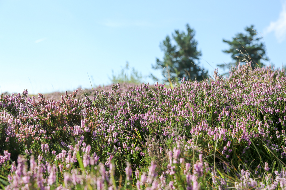 3L9A4521.jpg Faune et Flore - Copyright : See Otherwise 2012 - 2025