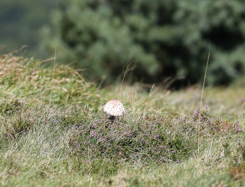 3L9A4676.jpg Faune et Flore - Copyright : See Otherwise 2012 - 2025