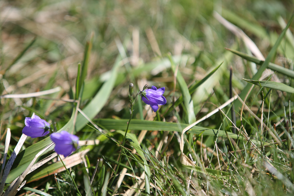 3L9A4706.jpg Faune et Flore - Copyright : See Otherwise 2012 - 2025
