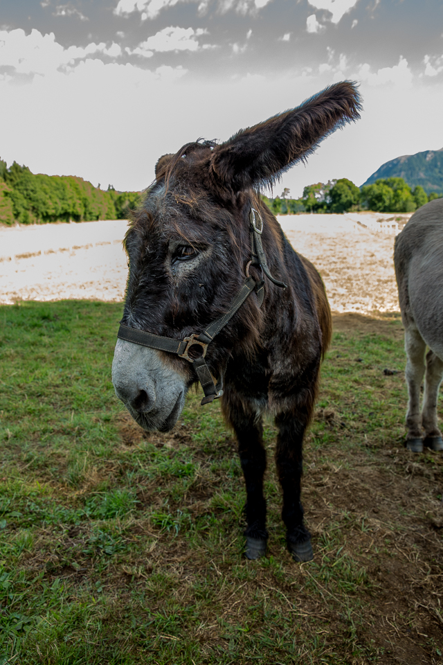 3L9A4905.jpg Faune et Flore - Copyright : See Otherwise 2012 - 2025