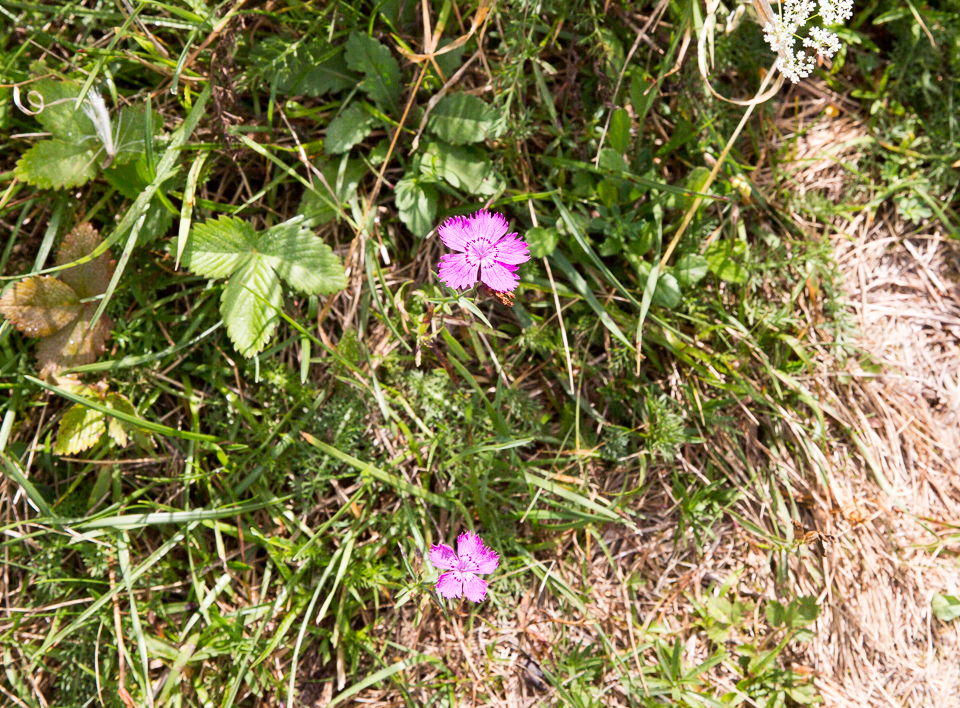 3L9A4940.jpg Faune et Flore - Copyright : See Otherwise 2012 - 2025