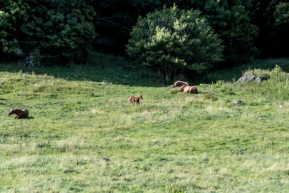 3L9A5298.jpg Faune et Flore - Copyright : See Otherwise 2012 - 2025