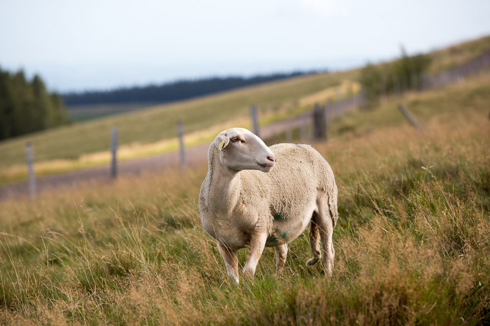 3L9A5338.jpg Faune et Flore - Copyright : See Otherwise 2012 - 2025