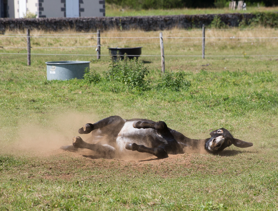 3L9A5498.jpg Faune et Flore - Copyright : See Otherwise 2012 - 2025