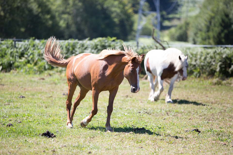 3L9A5649.jpg Faune et Flore - Copyright : See Otherwise 2012 - 2025
