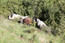 3L9A4334.jpg Faune et Flore - Copyright : See Otherwise 2012 - 2023
