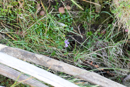 Faune et Flore - Copyright : See Otherwise 2012 - 2025
