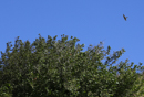 3L9A4495.jpg Faune et Flore - Copyright : See Otherwise 2012 - 2023