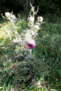 3L9A4519.jpg [L'Auvergne]Faune et Flore - Copyright : See Otherwise 2012 - 2022