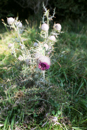 3L9A4519.jpg Faune et Flore - Copyright : See Otherwise 2012 - 2023
