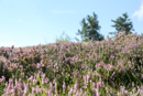 Faune et Flore - Copyright : See Otherwise 2012 - 2025