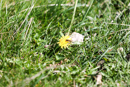 Faune et Flore - Copyright : See Otherwise 2012 - 2025