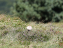 Faune et Flore - Copyright : See Otherwise 2012 - 2025