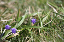 3L9A4706.jpg Faune et Flore - Copyright : See Otherwise 2012 - 2023