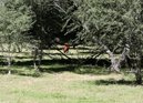 3L9A4731.jpg Faune et Flore - Copyright : See Otherwise 2012 - 2023