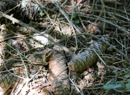 Faune et Flore - Copyright : See Otherwise 2012 - 2025