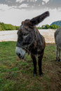 Faune et Flore - Copyright : See Otherwise 2012 - 2025