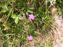 3L9A4940.jpg [L'Auvergne]Faune et Flore - Copyright : See Otherwise 2012 - 2022