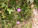 Faune et Flore - Copyright : See Otherwise 2012 - 2025