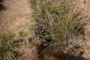 Faune et Flore - Copyright : See Otherwise 2012 - 2025