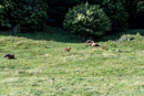 Faune et Flore - Copyright : See Otherwise 2012 - 2025