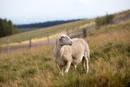 Faune et Flore - Copyright : See Otherwise 2012 - 2025