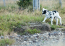3L9A5407.jpg Faune et Flore - Copyright : See Otherwise 2012 - 2023