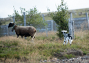 3L9A5408.jpg Faune et Flore - Copyright : See Otherwise 2012 - 2023