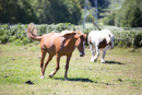 Faune et Flore - Copyright : See Otherwise 2012 - 2025
