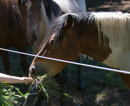 Faune et Flore - Copyright : See Otherwise 2012 - 2025