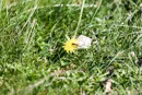 3L9A4608.jpg Faune et Flore - Copyright : See Otherwise 2012 - 2025