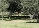 3L9A4731.jpg Faune et Flore - Copyright : See Otherwise 2012 - 2025