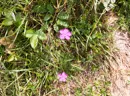 3L9A4940.jpg Faune et Flore - Copyright : See Otherwise 2012 - 2025