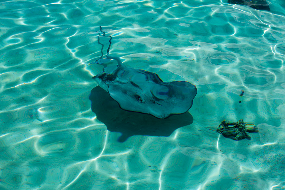 3L9A8531.jpg Iles du vent - Moorea - Copyright : See Otherwise 2012 - 2025