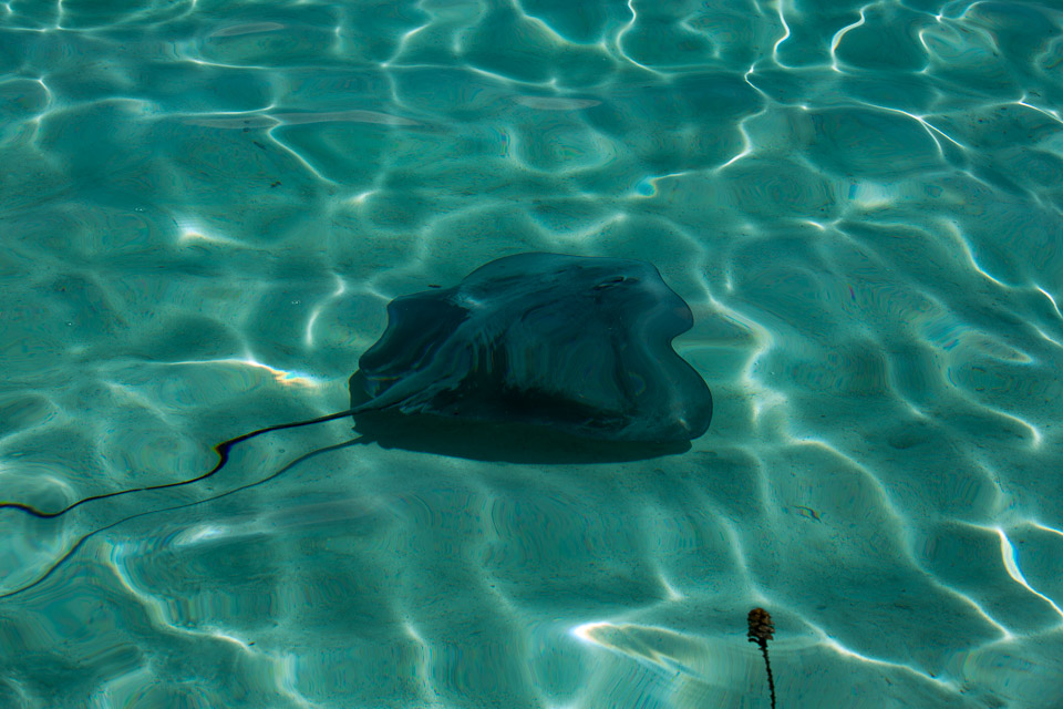 3L9A8537.jpg Iles du vent - Moorea - Copyright : See Otherwise 2012 - 2025