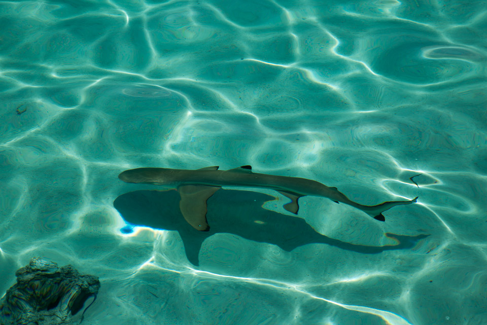 3L9A8544.jpg Iles du vent - Moorea - Copyright : See Otherwise 2012 - 2025
