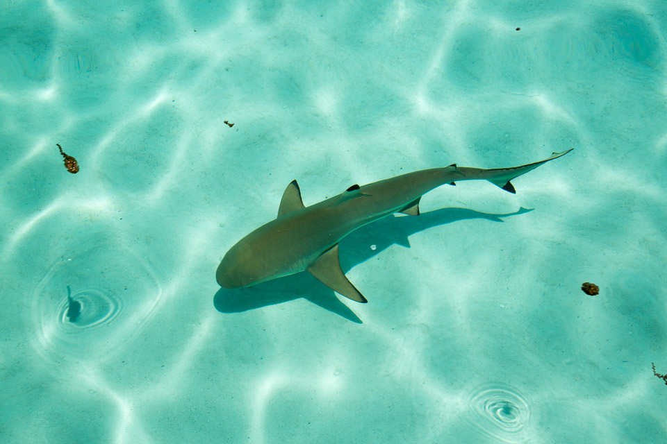 3L9A8550.jpg Iles du vent - Moorea - Copyright : See Otherwise 2012 - 2025