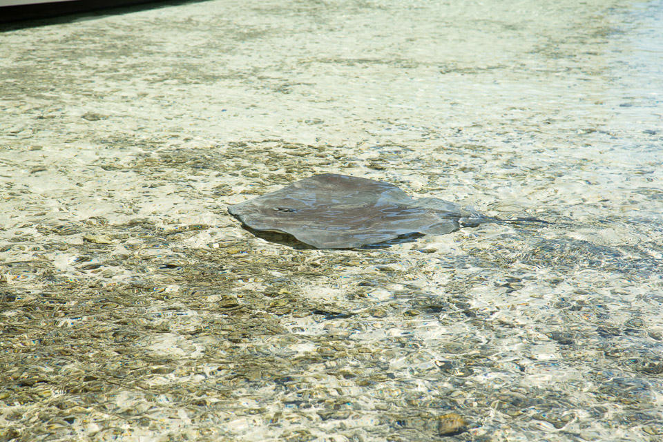 3L9A8581.jpg Iles du vent - Moorea - Copyright : See Otherwise 2012 - 2025