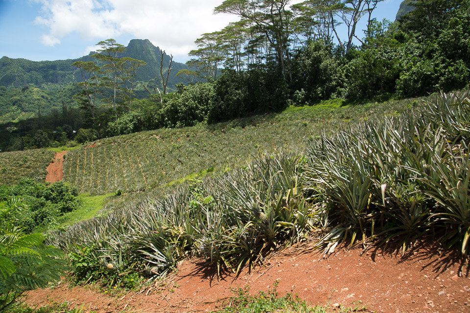 3L9A8997.jpg Iles du vent - Moorea - Copyright : See Otherwise 2012 - 2025