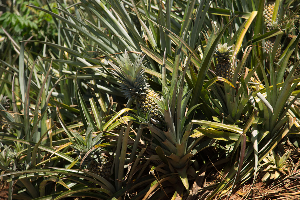 3L9A9009.jpg Iles du vent - Moorea - Copyright : See Otherwise 2012 - 2025