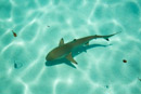 Iles du vent - Moorea - Copyright : See Otherwise 2012 - 2023