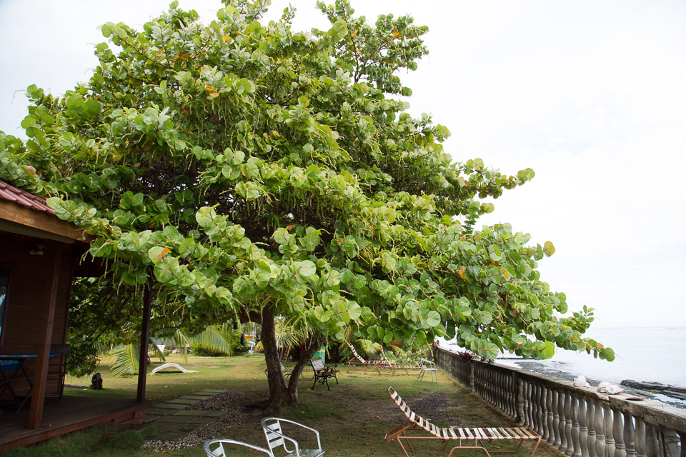 3L9A1464.jpg Iles du vent - Tahiti - Copyright : See Otherwise 2012 - 2025