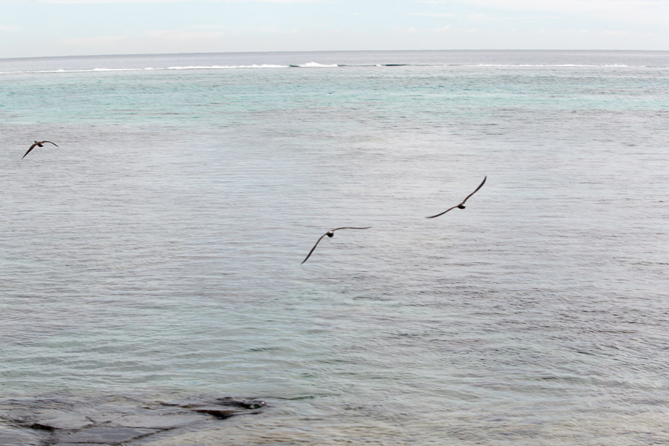 3L9A1526.jpg Iles du vent - Tahiti - Copyright : See Otherwise 2012 - 2025